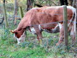 Nov 2013: Crookham Common stock fence